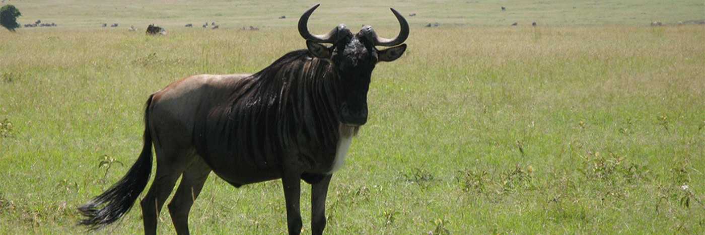 Kenia