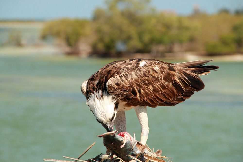 Mexico Seeadler
